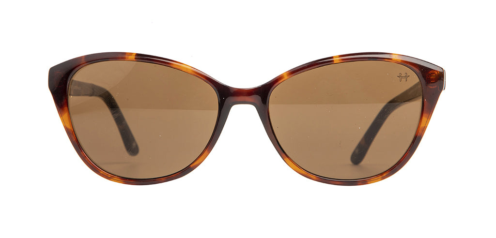 Glossy_Brown_Tortoise