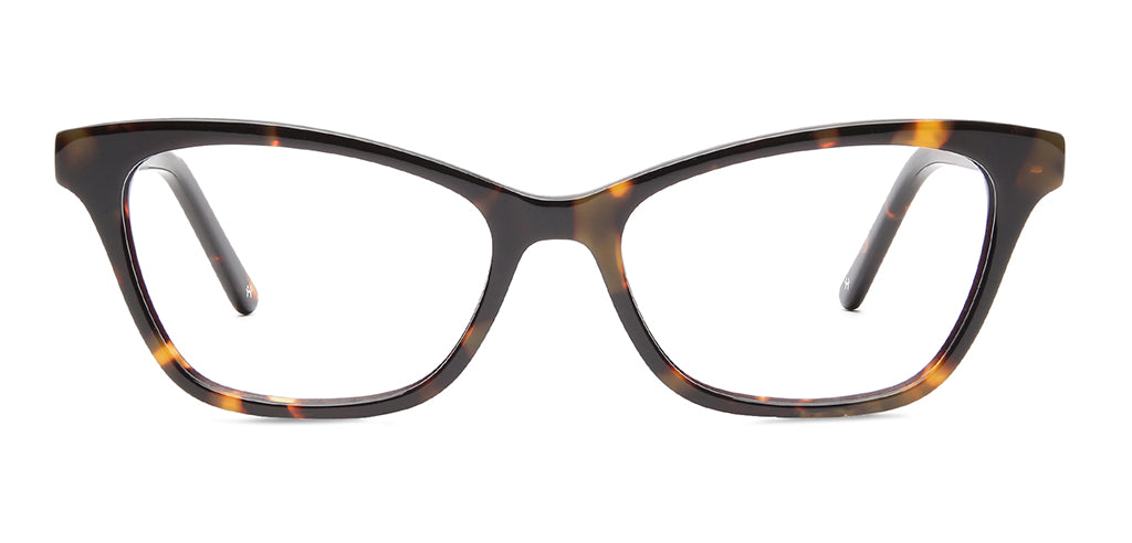 Glossy_Tortoise_Brown_Tortoise