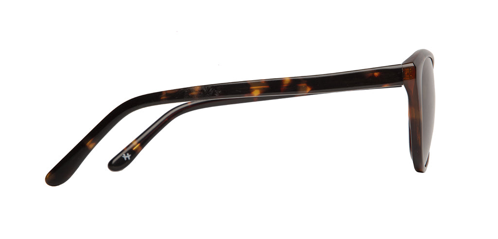 Glossy_Brown_Tortoise