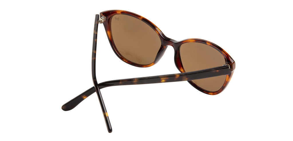 Glossy_Brown_Tortoise