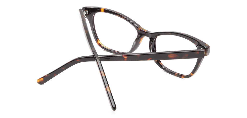 Glossy_Tortoise_Brown_Tortoise