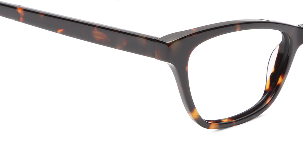 Glossy_Tortoise_Brown_Tortoise